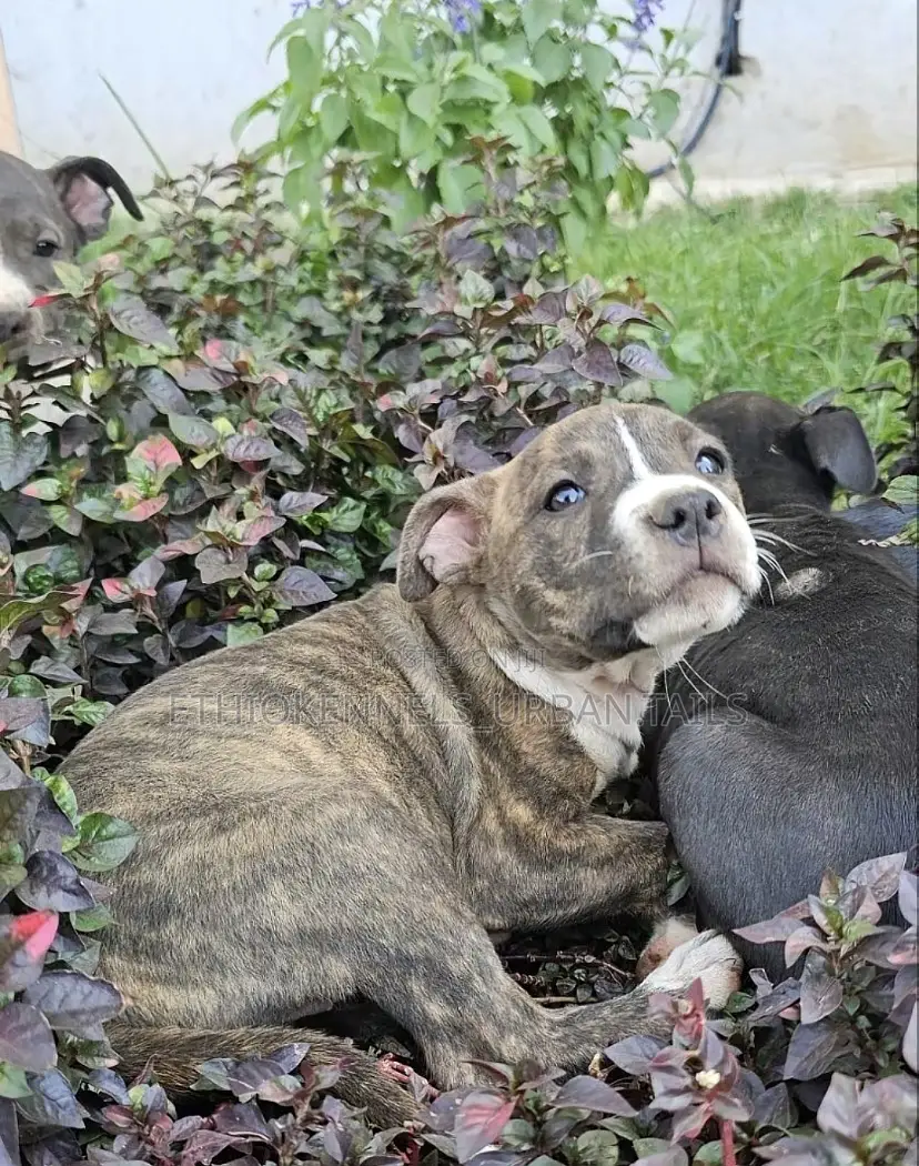 1-3 months Male Purebred American Pit Bull Terrier