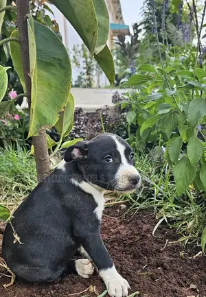 1-3 months Male Purebred American Pit Bull Terrier