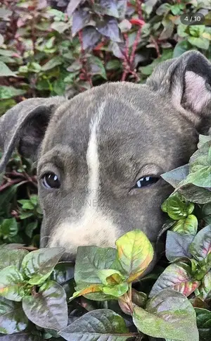 1-3 months Male Purebred American Pit Bull Terrier