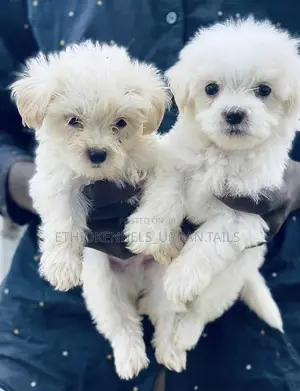Photo - 1-3 months Male Purebred Maltese