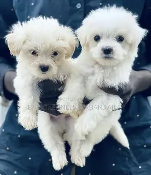 1-3 months Male Purebred Maltese