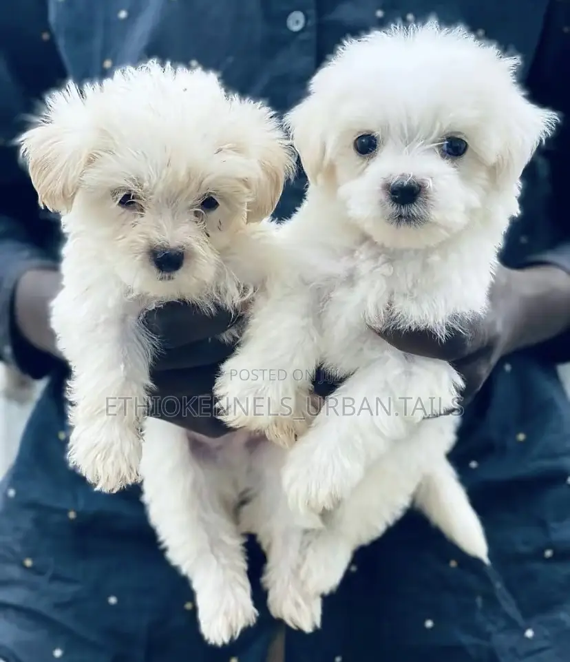 1-3 months Male Purebred Maltese