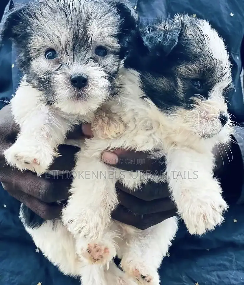 1-3 months Male Mixed Breed Maltese