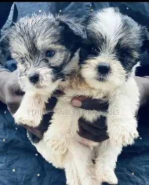 1-3 months Male Mixed Breed Maltese