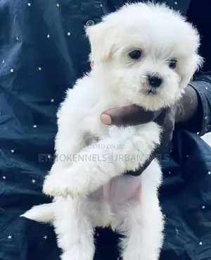 Photo - 1-3 months Male Purebred Maltese