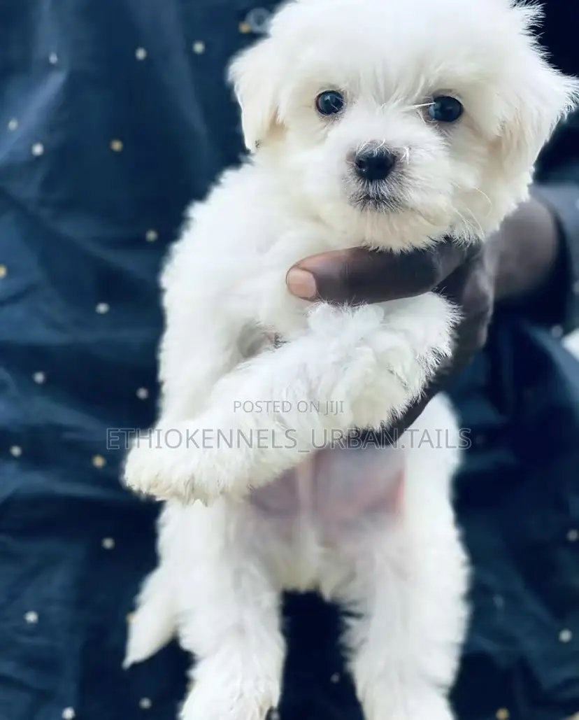 1-3 months Male Purebred Maltese