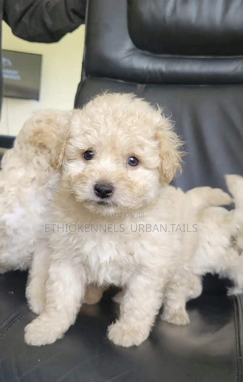 1-3 months Male Purebred Maltese