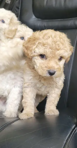 1-3 months Male Purebred Maltese