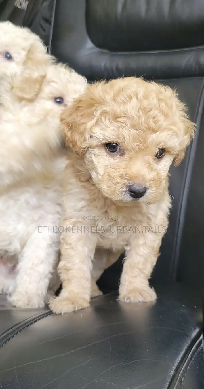 1-3 months Male Purebred Maltese