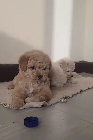 Photo - 1-3 months Male Mixed Breed Maltese