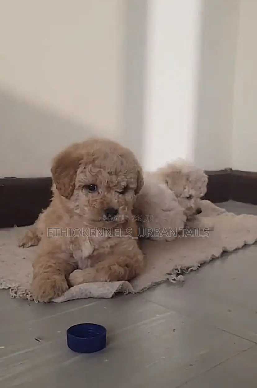 1-3 months Male Mixed Breed Maltese