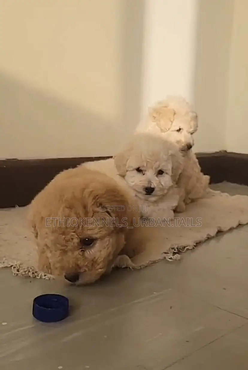 1-3 months Male Mixed Breed Maltese