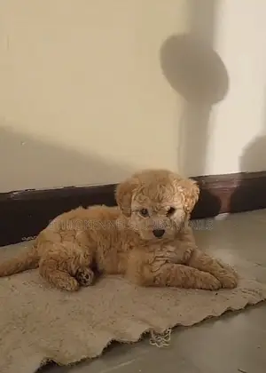 Photo - 1-3 months Male Purebred Maltese