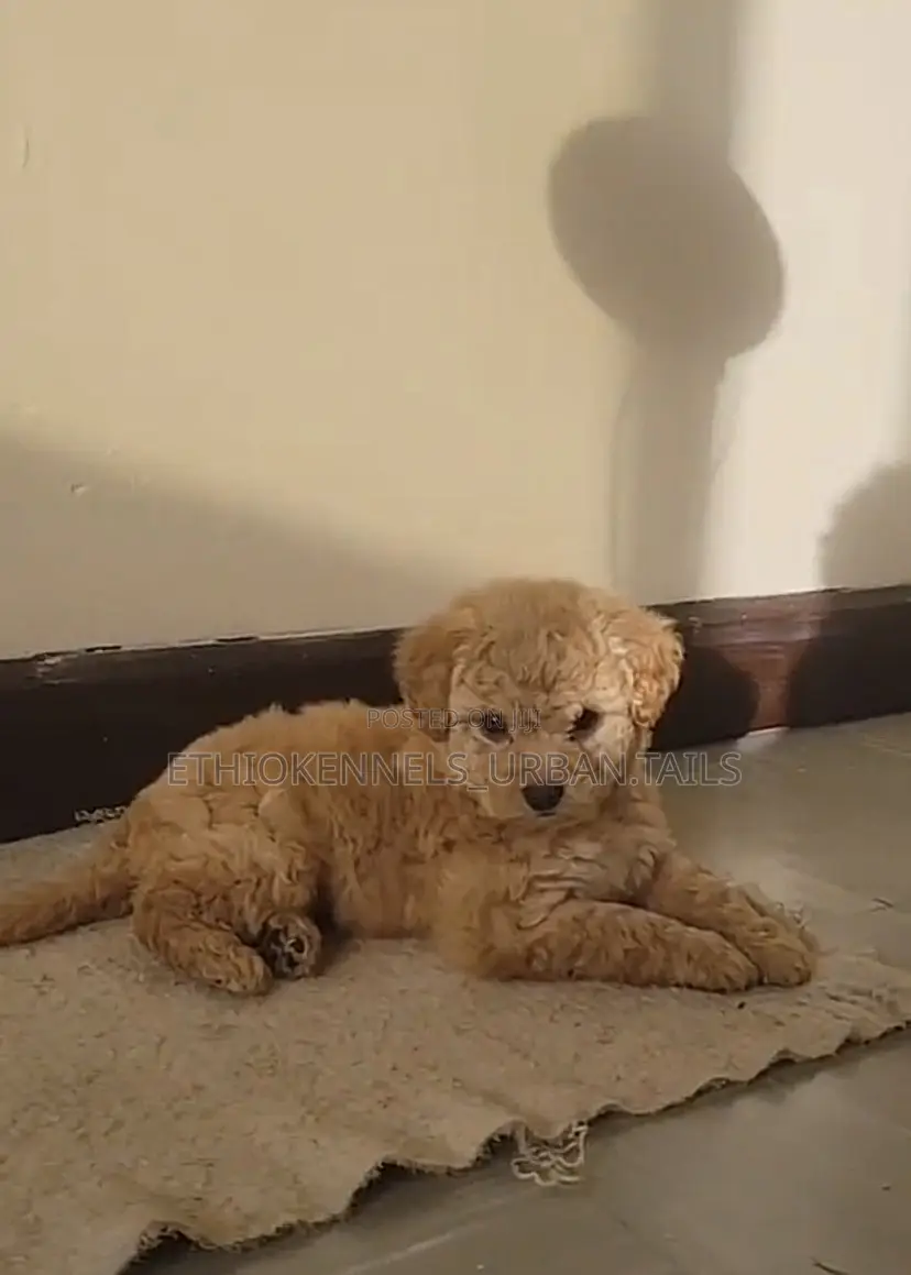 1-3 months Male Purebred Maltese