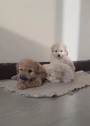 1-3 months Male Purebred Maltese