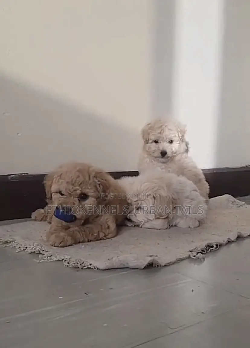 1-3 months Male Purebred Maltese