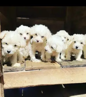 Photo - 1-3 months Male Mixed Breed Maltese