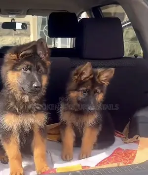 Photo - 1-3 months Male Purebred German Shepherd