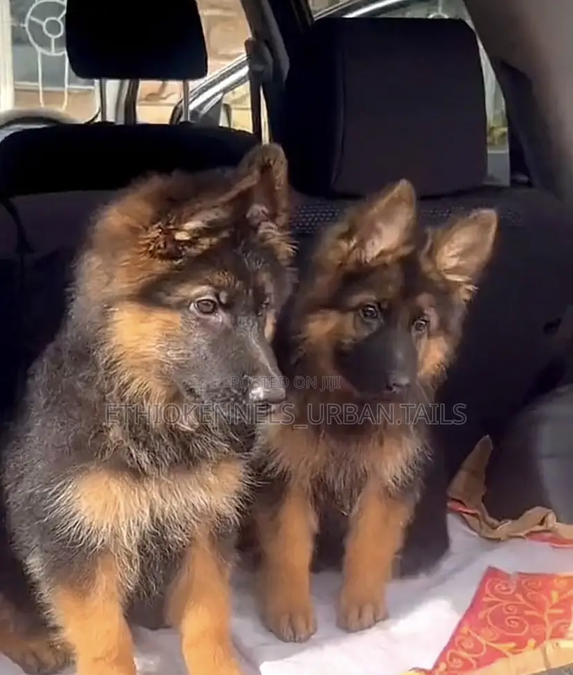 1-3 months Male Purebred German Shepherd