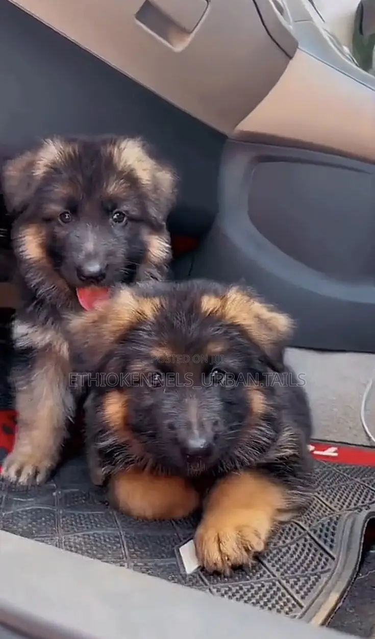 1-3 months Male Purebred German Shepherd