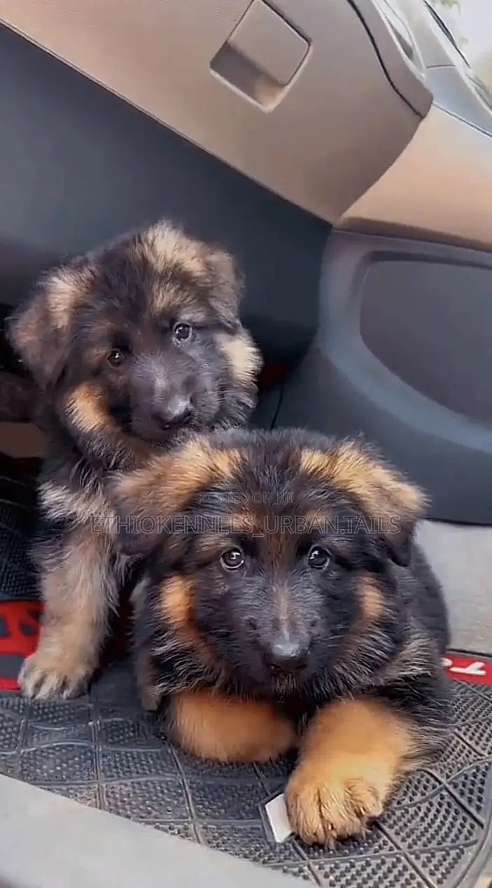 1-3 months Male Purebred German Shepherd