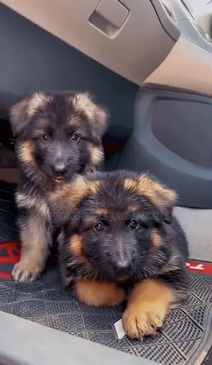 1-3 months Male Purebred German Shepherd