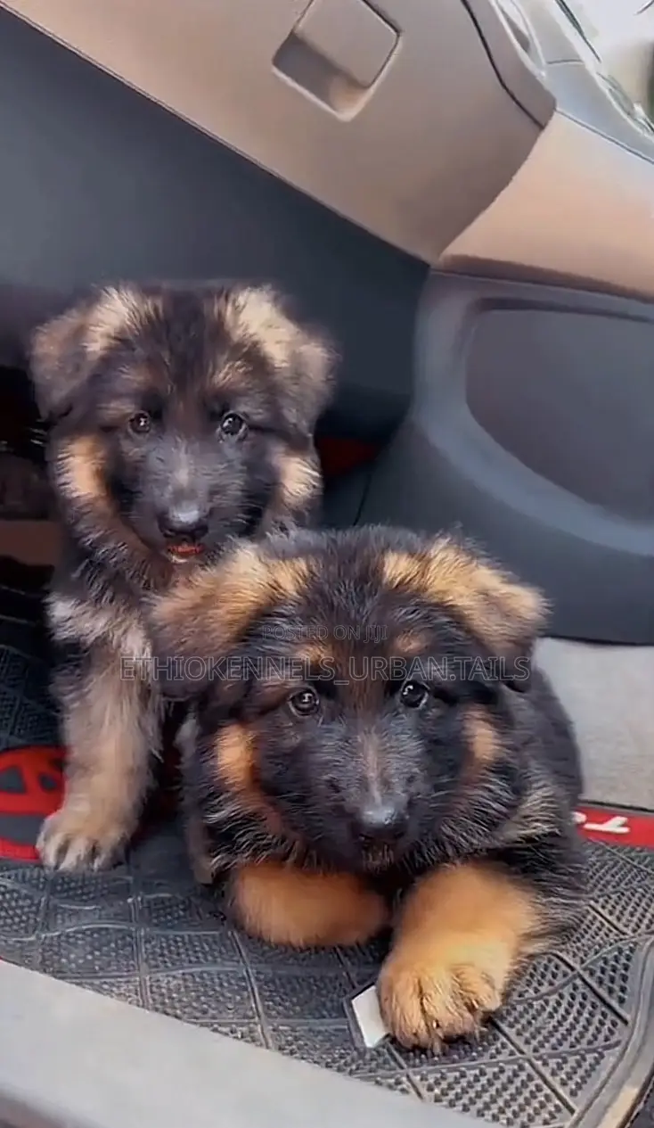 1-3 months Male Purebred German Shepherd