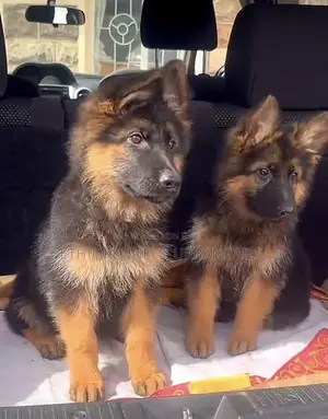 Photo - 1-3 months Male Purebred German Shepherd