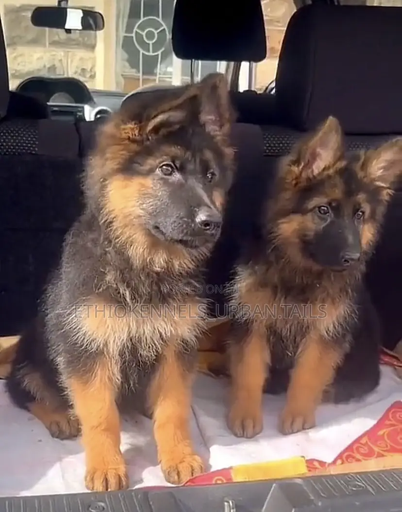 1-3 months Male Purebred German Shepherd