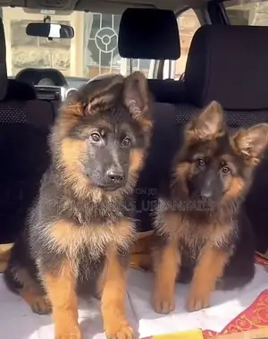 1-3 months Male Purebred German Shepherd