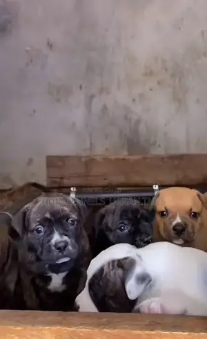 Photo - 1-3 months Male Purebred American Pit Bull Terrier