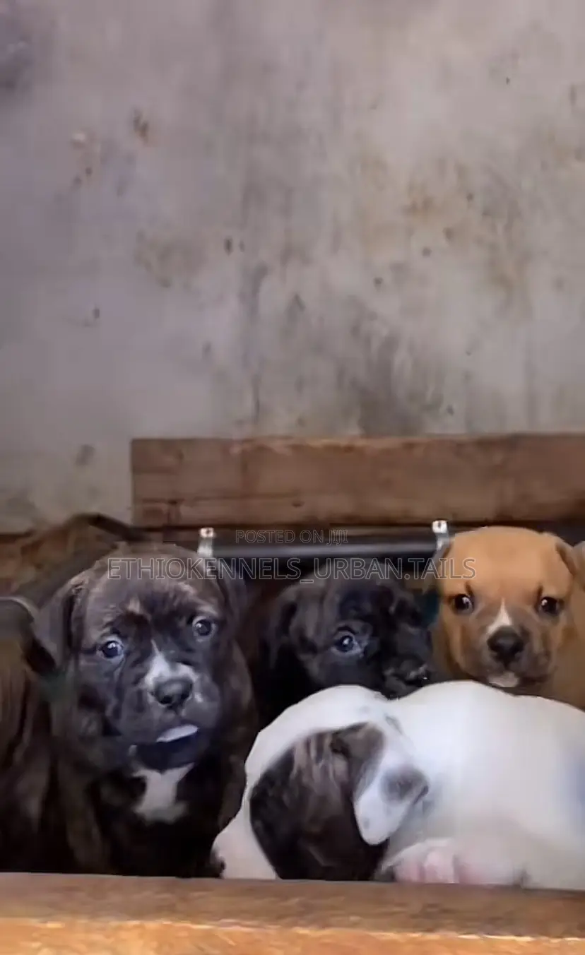 1-3 months Male Purebred American Pit Bull Terrier