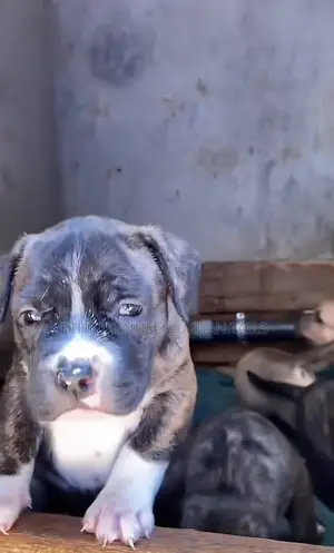 1-3 months Male Purebred American Pit Bull Terrier