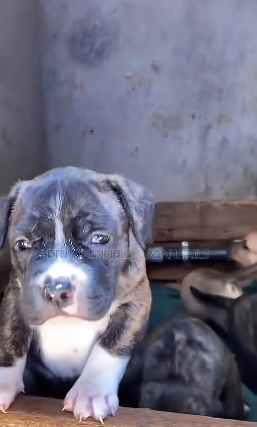 1-3 months Male Purebred American Pit Bull Terrier