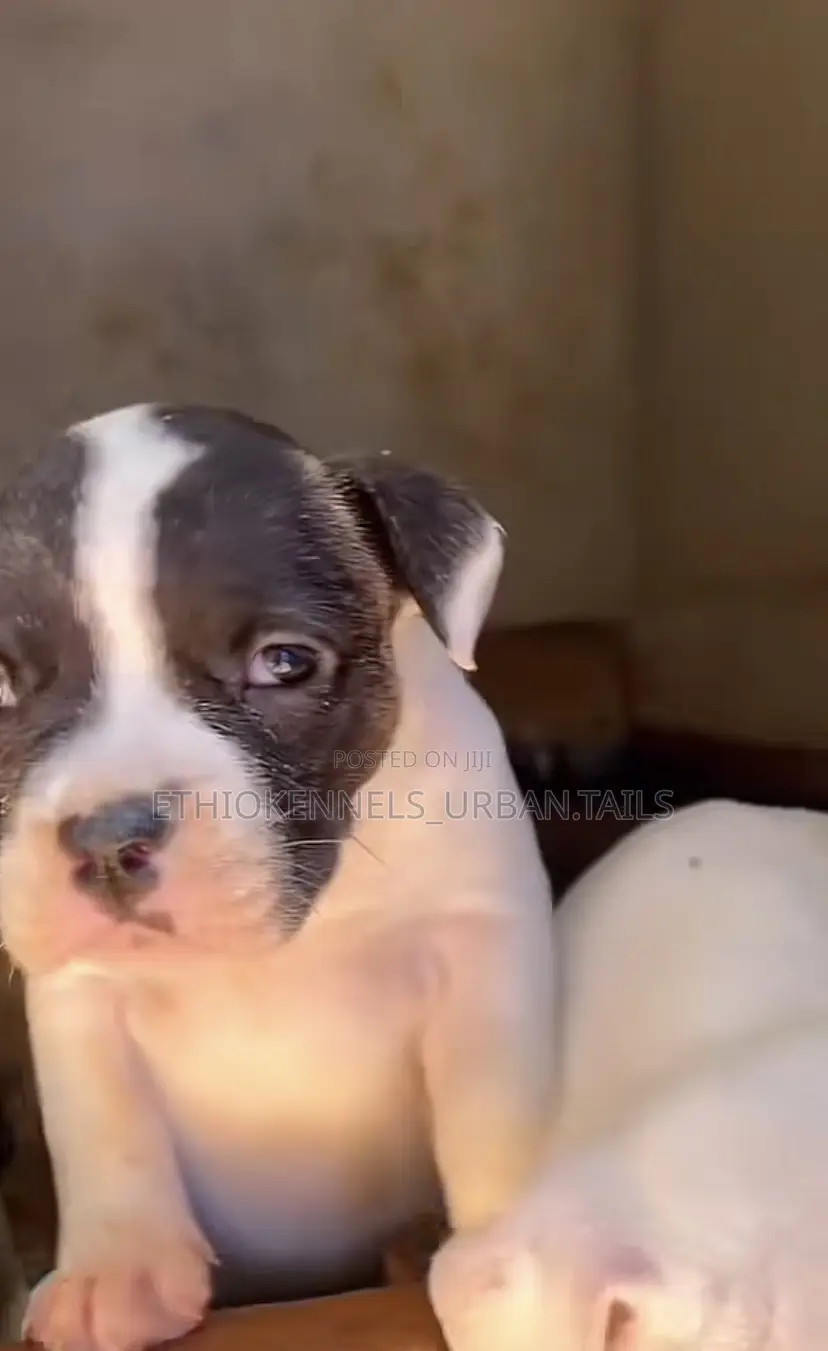1-3 months Male Purebred American Pit Bull Terrier