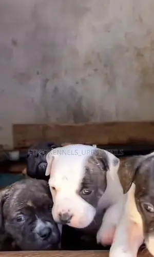 1-3 months Male Purebred American Pit Bull Terrier