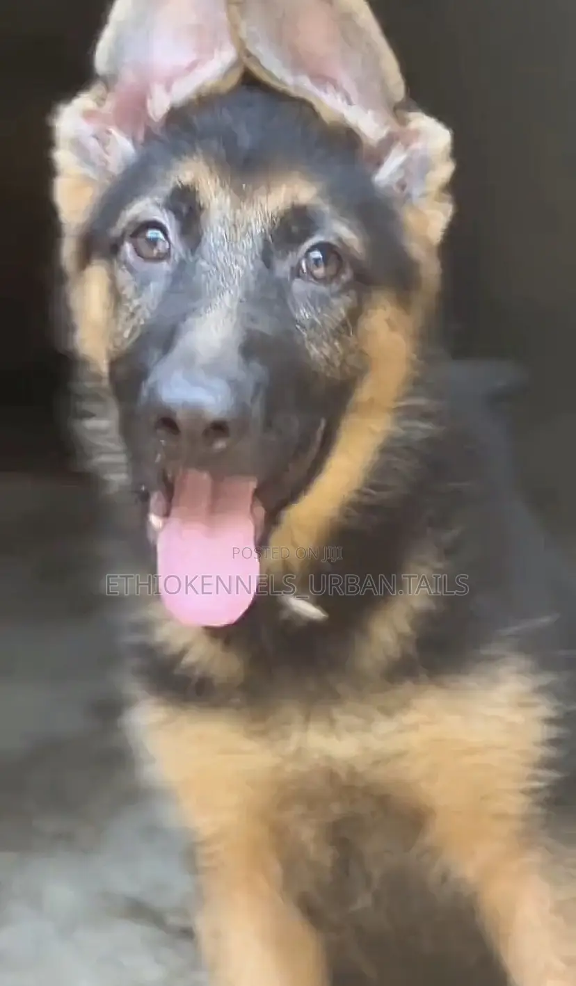 1-3 months Male Purebred German Shepherd