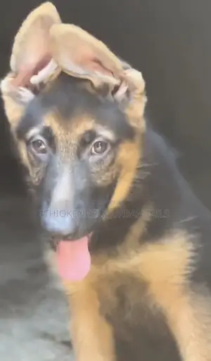 1-3 months Male Purebred German Shepherd