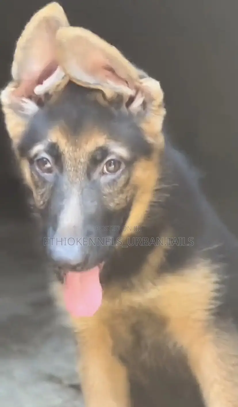 1-3 months Male Purebred German Shepherd