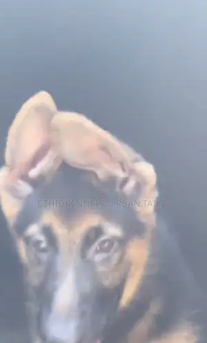 1-3 months Male Purebred German Shepherd