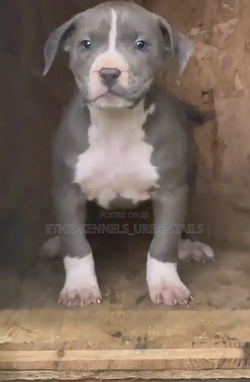 1-3 months Female Purebred American Pit Bull Terrier