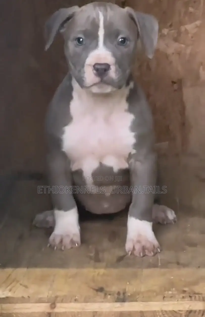 1-3 months Female Purebred American Pit Bull Terrier
