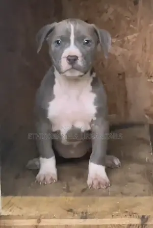 1-3 months Female Purebred American Pit Bull Terrier