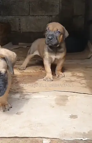 1-3 months Male Purebred Bullmastiff