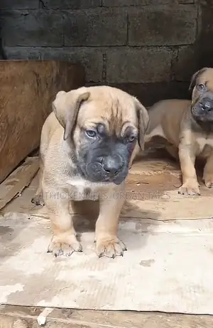 Photo - 1-3 months Male Purebred Bullmastiff