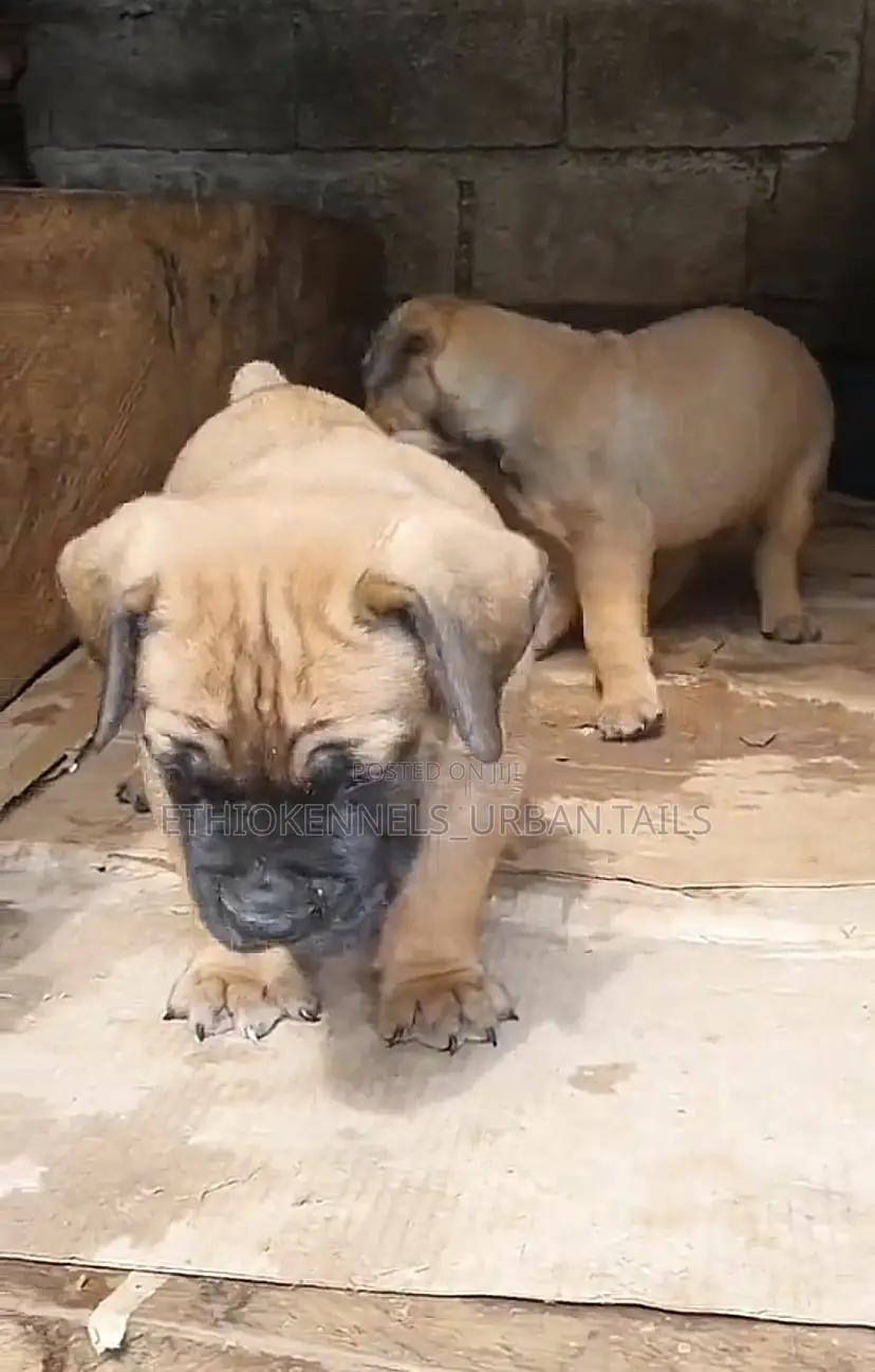 1-3 months Male Purebred Bullmastiff