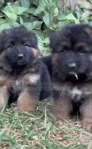 Photo - 1-3 months Male Purebred German Shepherd