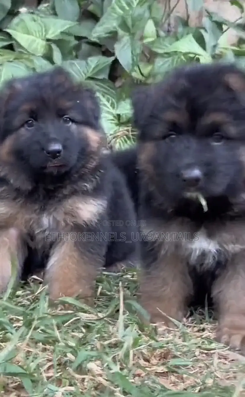 1-3 months Male Purebred German Shepherd