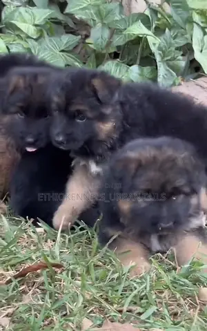 1-3 months Male Purebred German Shepherd