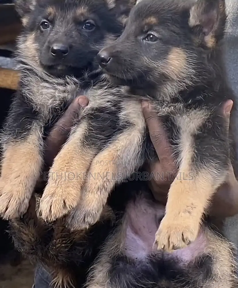 1-3 months Male Purebred German Shepherd